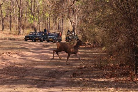 India – Bandhavgarh National Park - Wildlifesafaris Co