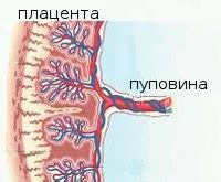 Нарушение маточно-плацентарного кровотока :: Симптомы, причины, лечение ...