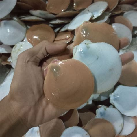 jual kerang simping kerang scallop kerang laut seafood hasil laut segar