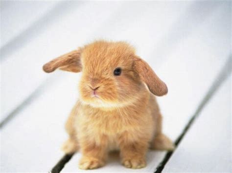 Parasites in Rabbits: Worms | Pet Reader