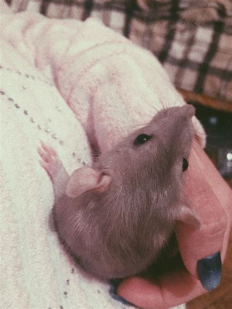 Вася 🐾 | Animals, Animals and pets, Pets