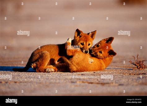 (Canis lupus dingo Stock Photo - Alamy