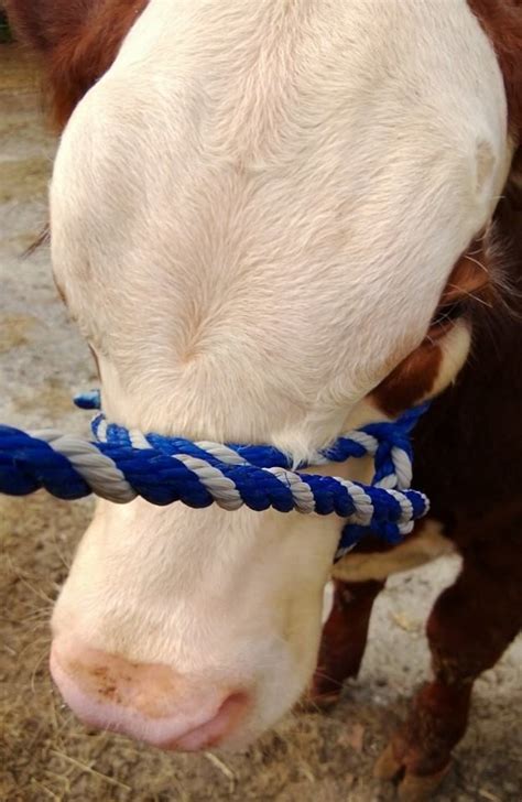 Hereford Bull calf. Taken by Gaetana Almeida | Animals, Bull, Calves