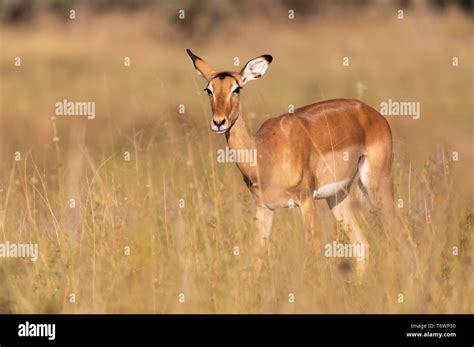 Impala antelope Namibia, africa safari wildlife Stock Photo - Alamy