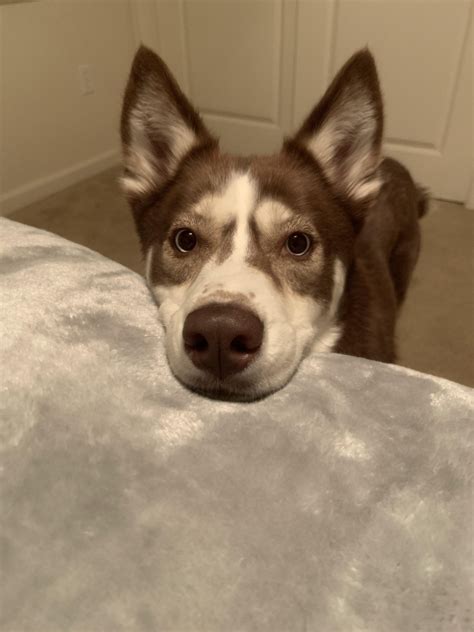 Adopt Taylor Haug a Brown/Chocolate - with White Husky / Mixed dog in