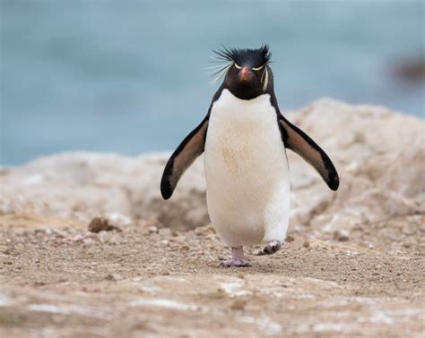 32 native birds of New Zealand: Meet our feathered friends