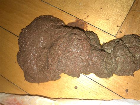 My Dog Has Bloody Diarrhea: Is It an Emergency? What to Do? | Petco