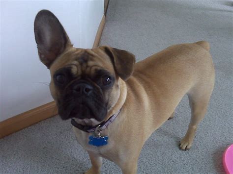 Frenchie Pug (Pug and French Bulldog Mix)