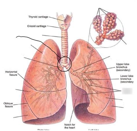 Lungs Diagram Diagram | Quizlet