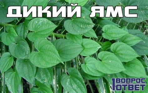 Дикий ямс – что это за растение? Фото, описание, применение в медицине ...
