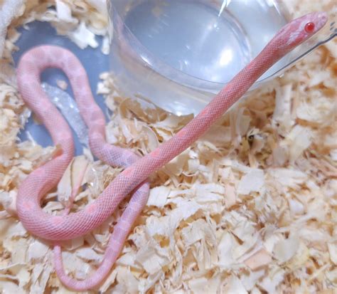 Baby coral snow cornsnake (not my photos). : r/Eyebleach