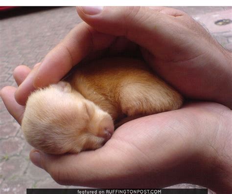 Tiniest Chihuahua Puppy Ever - Ruffington Post