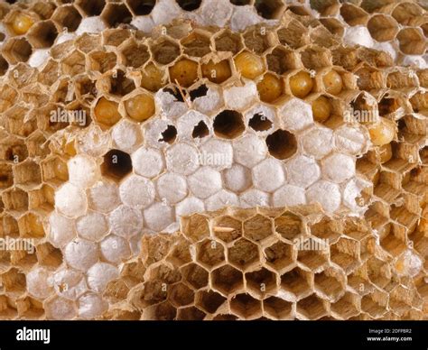 German / European wasp (Vespula germanica) nest interior showing ...
