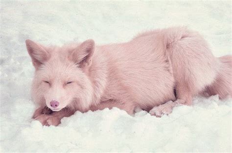 Miko, the champagne pink fox : aww