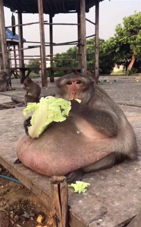 It's not just humans who try the salad diet. Good luck pretty monkey ...