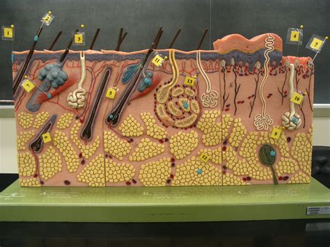 skin model  human body