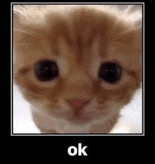 Ok Cat GIFs | Tenor