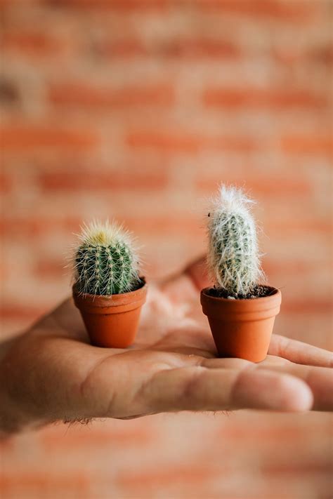 Cute tiny cacti on a hand | Premium Photo - rawpixel