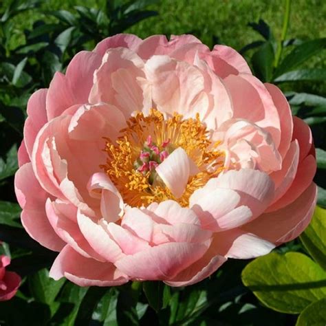 Купить Пион Корал Шарм (Coral Charm) в Украине