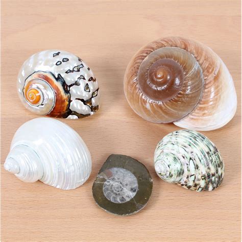 fancy shell pack eduspace supplies