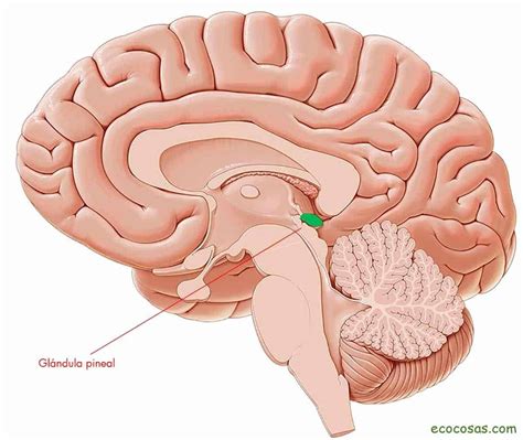 Glândula Pineal Para Que Serve - Quais São As Funções Do Tálamo, Hipotálamo E Glândula Pineal? – ANHVI