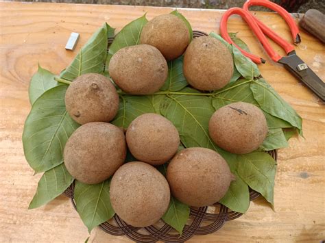 kepel fruit information  facts