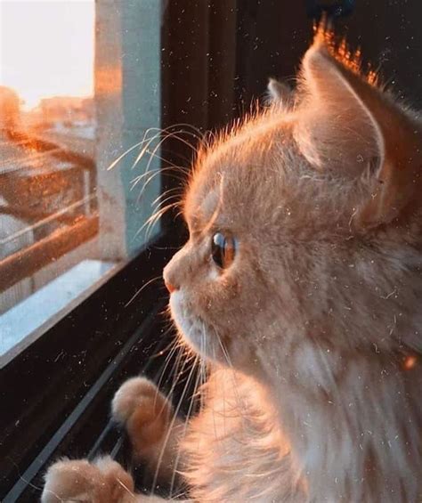 Kedi Wallpaper | Cute cat wallpaper, Cute cats photos, Cat aesthetic