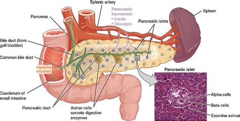 The Exocrine Pancreas - Function - Secretion - Regulation