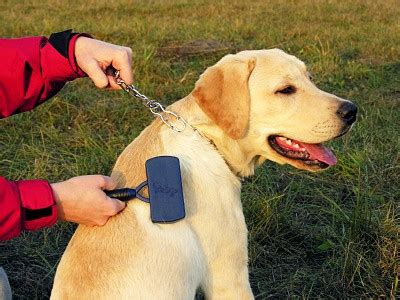 Labrador grooming tips - Sharda'sDog World