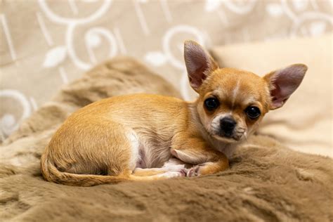 The Joy of the Apple Head Chihuahuas: Your Ultimate Guide