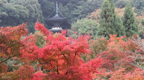 Higashiyama Autumn Leaf Walking Tour in Kyoto - Klook Singapore