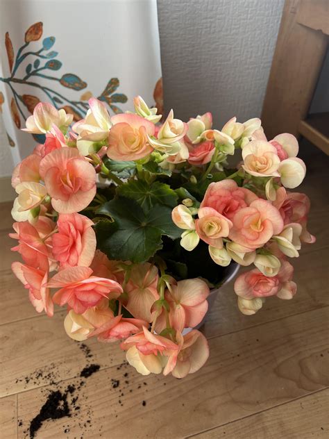 Can anyone help me identify this? : r/Entomology