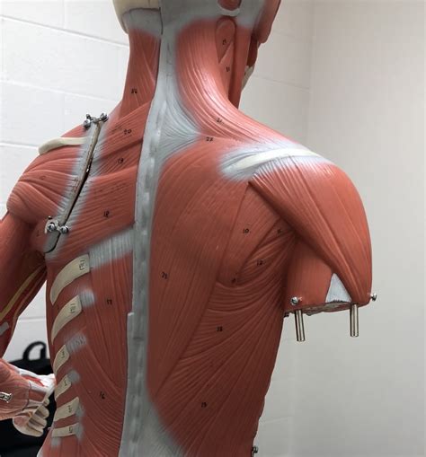 muscles  backshoulder diagram quizlet