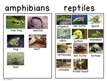 Animal Classification: Amphibians and Reptiles Bingo, Posters, and More!