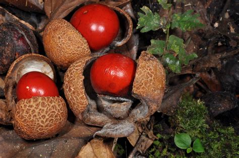 sapindaceae image   phytoimagessiuedu