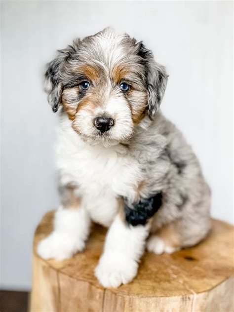 aussiepoo guide  aussiedoodle dog explained artofit