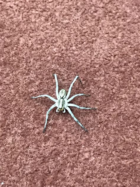 Missing leg but very happy to be saved from a bigger stalker in the