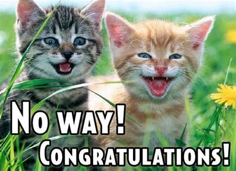 Cats Congratulations! | Gefeliciteerd, Katten, Spreuken
