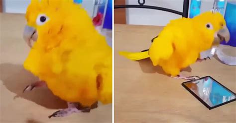 happy bird dancing  beach boys   cute   faithpot