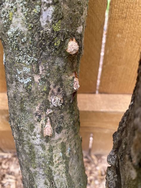 My Shiitake Mushroom Logs are Producing! : r/gardening