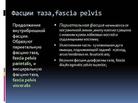 ПРОМЕЖНОСТЬ МЫШЦЫ И ФАСЦИИ Промежность perineum — это