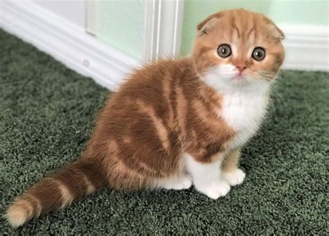 Scottish Fold Longhair Munchkin