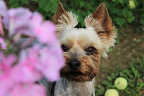 Do Yorkies Bark a Lot? Top 12 Reasons + 6 Barking Sounds Explained!