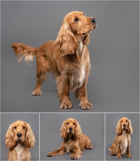 Brodie the Cocker Spaniel - Scottish Dog Photography | Dog photography, Spaniel puppies, Cocker