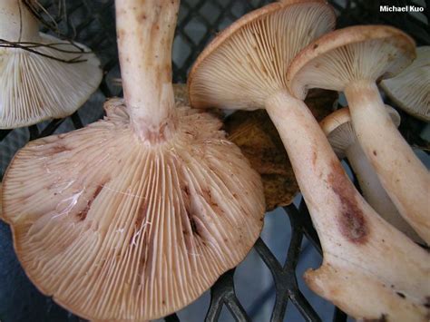 Lactarius vinaceorufescens - Alchetron, the free social encyclopedia