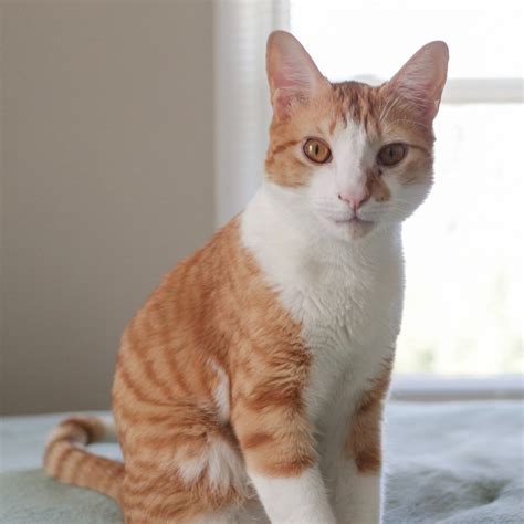 Lynchburg humane society lynchburg va pets need a home now 37