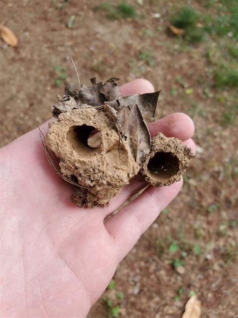 Cicada Hole