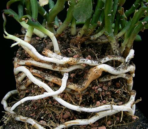 The Anatomy of a Rhizome and Natural Medicine