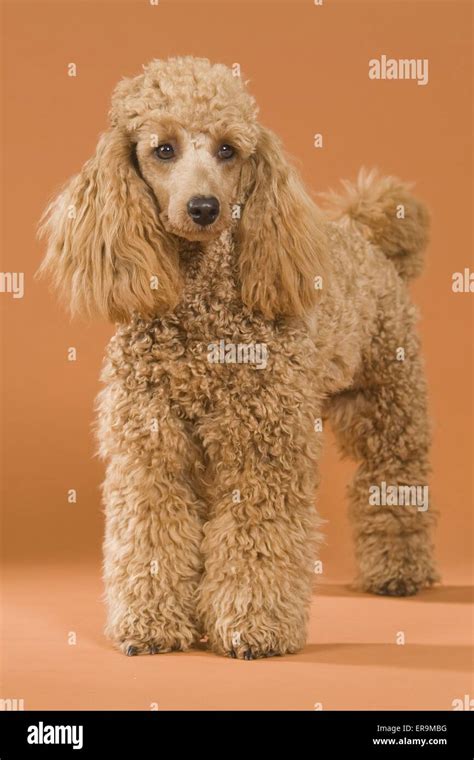 small poodle  res stock photography  images alamy