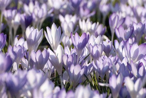 14 Beautiful Crocus Varieties to Plant